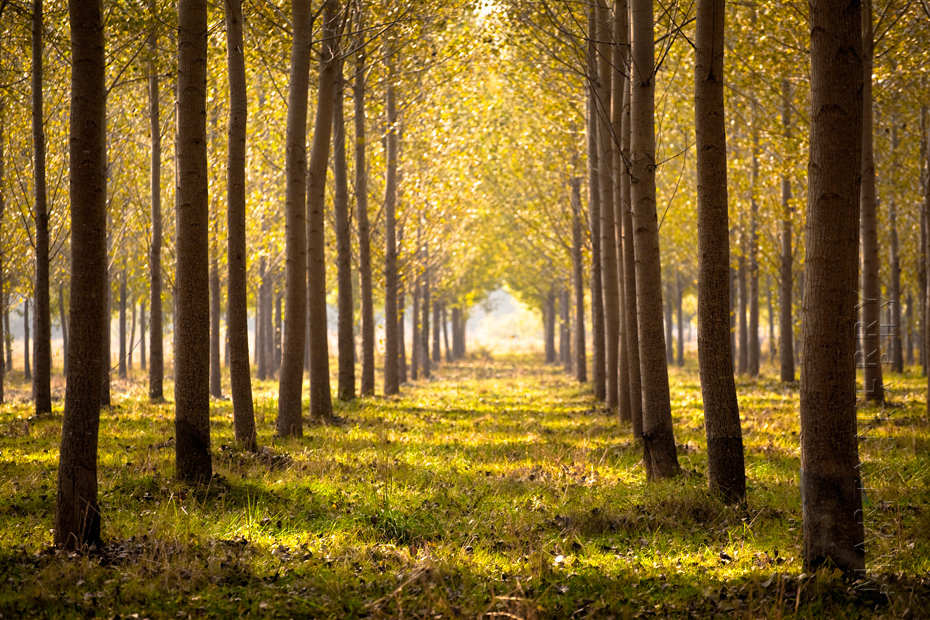 Beautiful rows of trees in the morning sunlight in the Dordogne