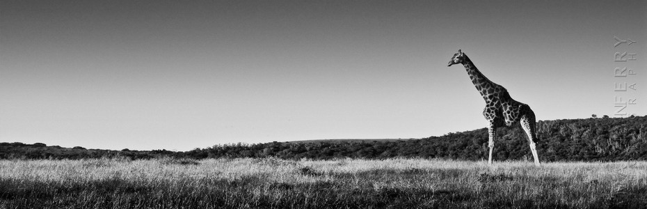 Male giraffe looks over the landscape