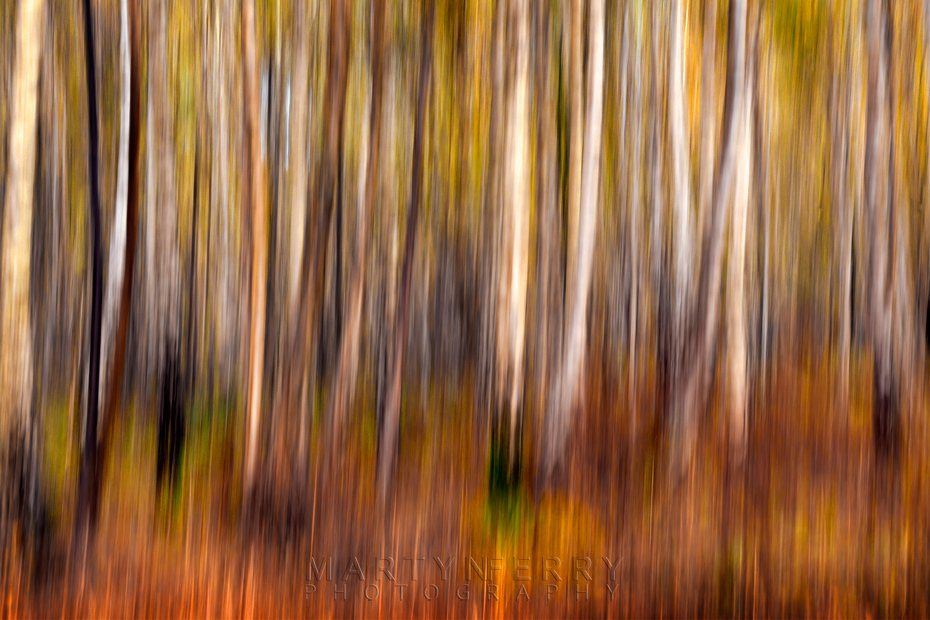 Silver birch trees with camera movement at Holme Fen