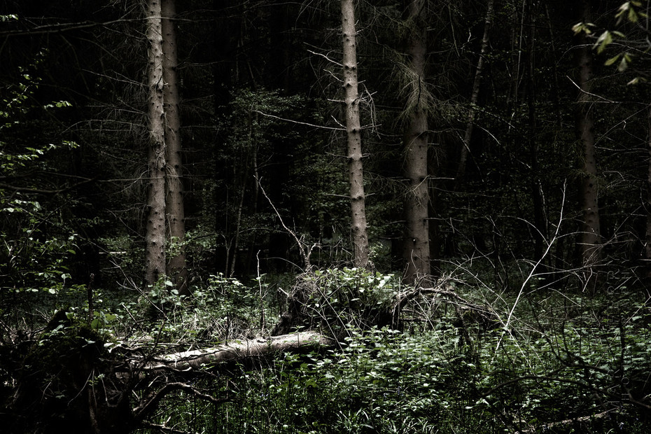 Dark atmosphere in this image of a pine woodland