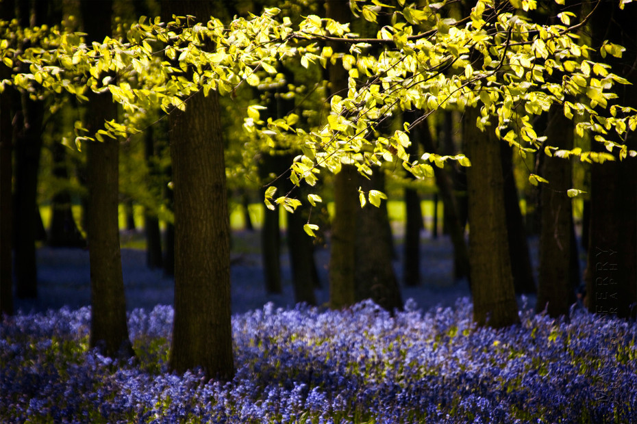 Beautiful view of bluebells and beech trees