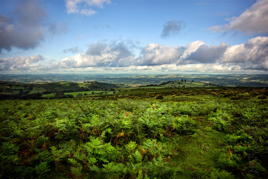 Landscape image of the Herefordshire countryside