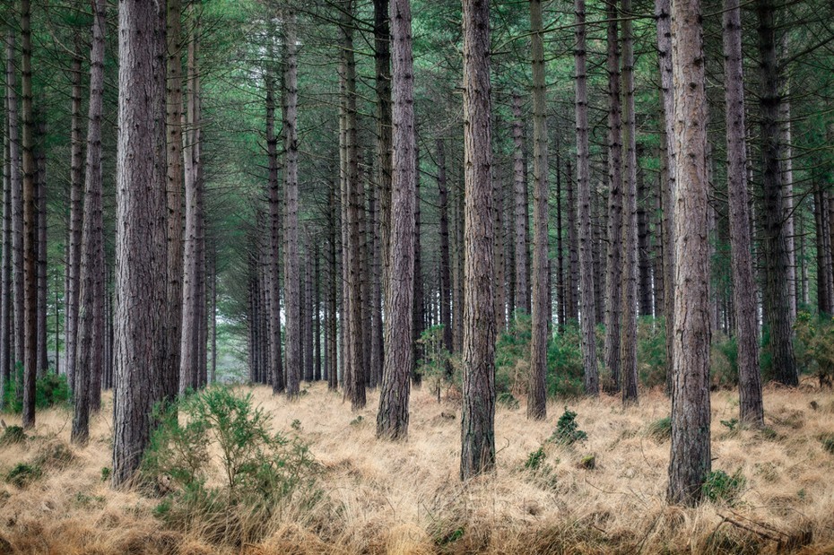 Tall pine trees and emerald canopy in Studland Dorset