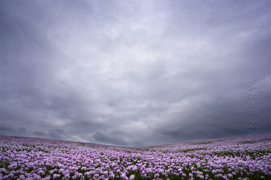 Amazing field of pink poppies under clouds