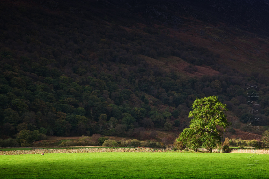 Solitary tree bathed in warm sunlight