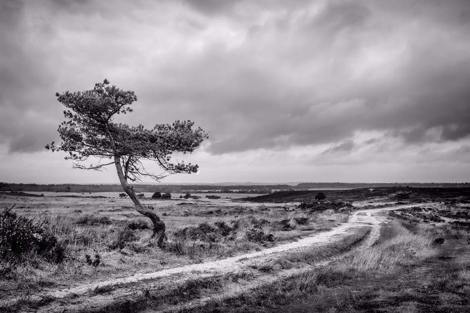 Monochrome image of lone tree and empty track in Studland