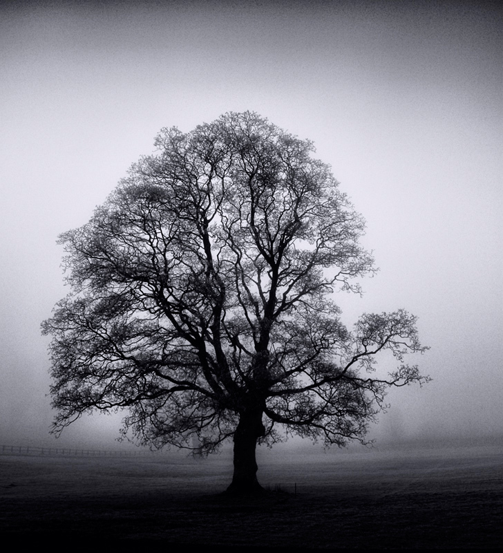 Simple black and white image of a tree in fog
