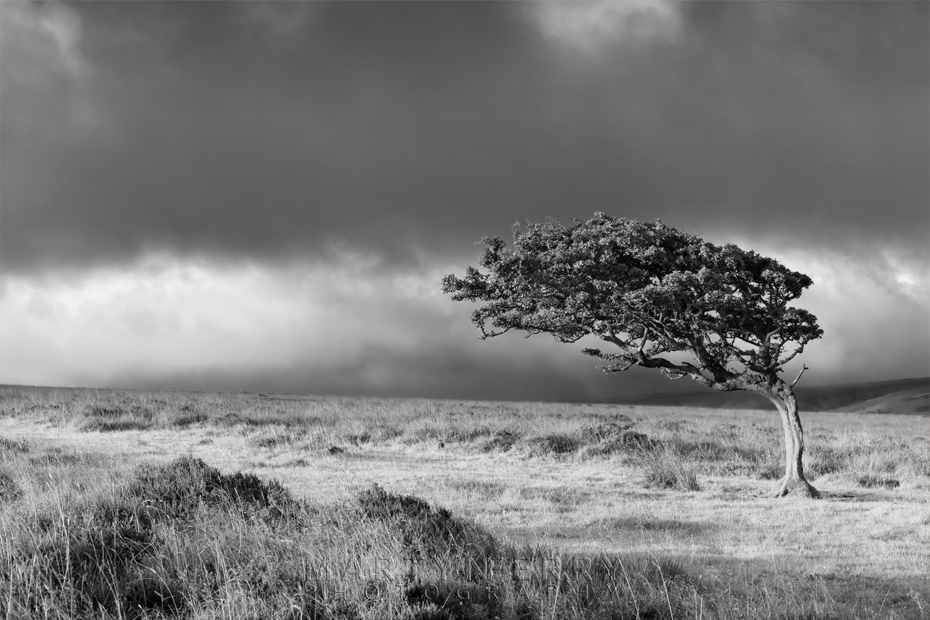 Black and white image of solitary tree in Exmoor National Park