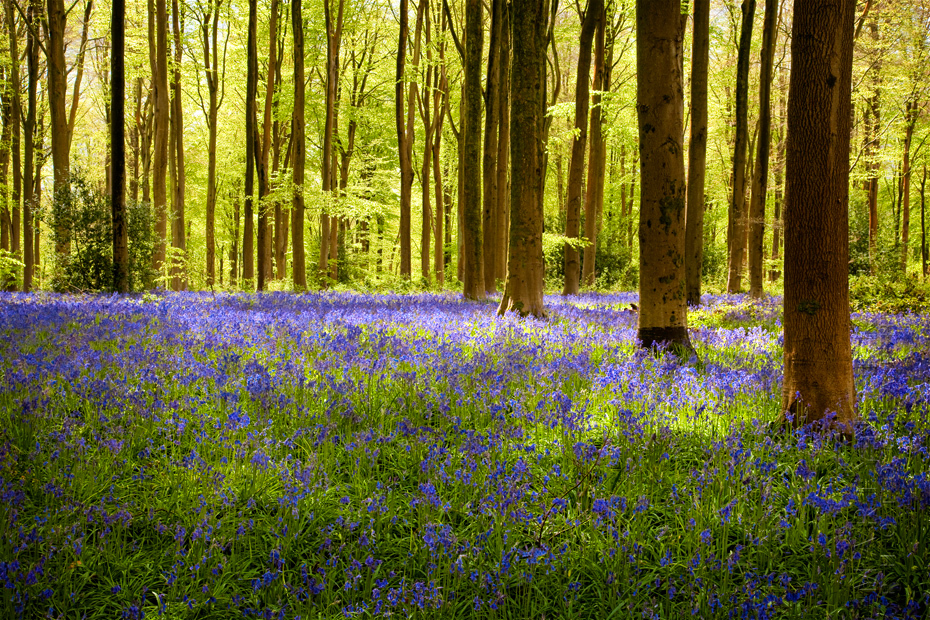 Sunlight falls onto a glade of bluebells