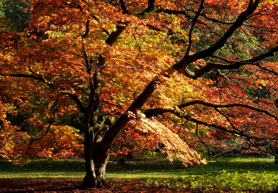 Stunning Japanese Maple in autumn glory at Westonbirt Arboretum