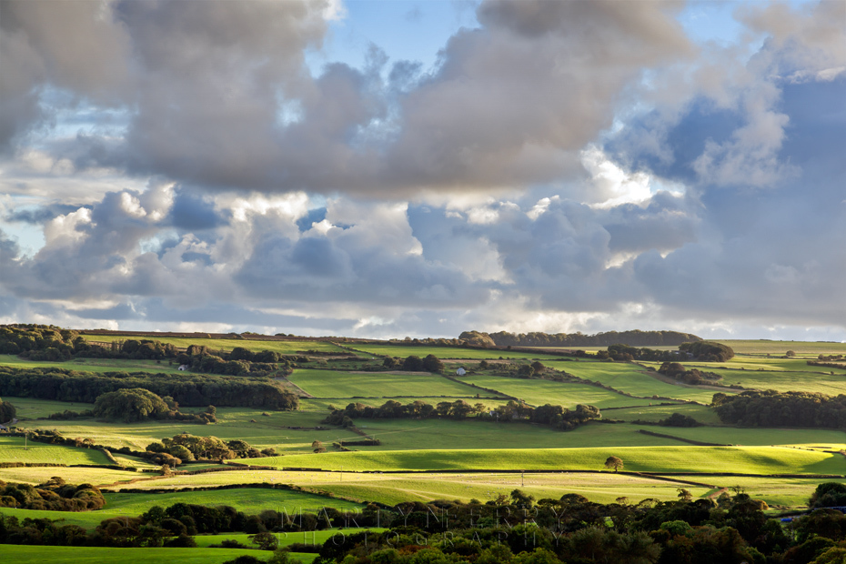 Evening sunshine bathes the Dorset countryside in a warm hue