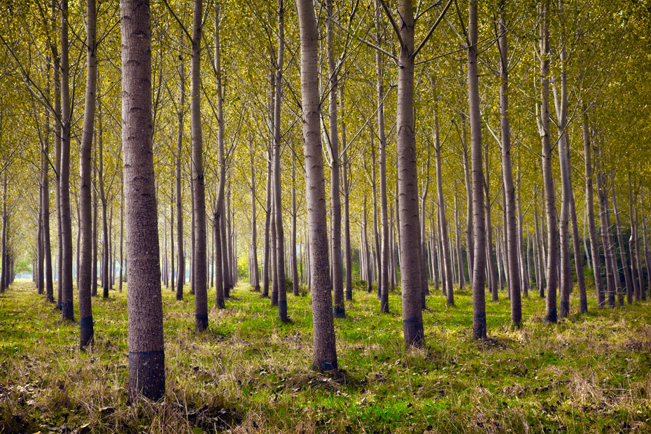 Stunning stand of trees in the Dordogne in the morning sunshine