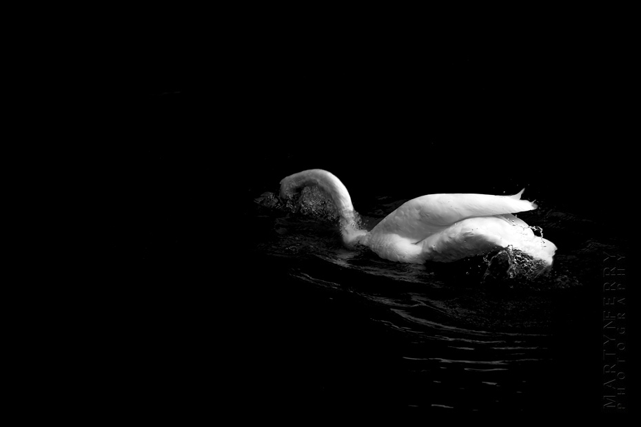 Striking photo of a single swan splashing water