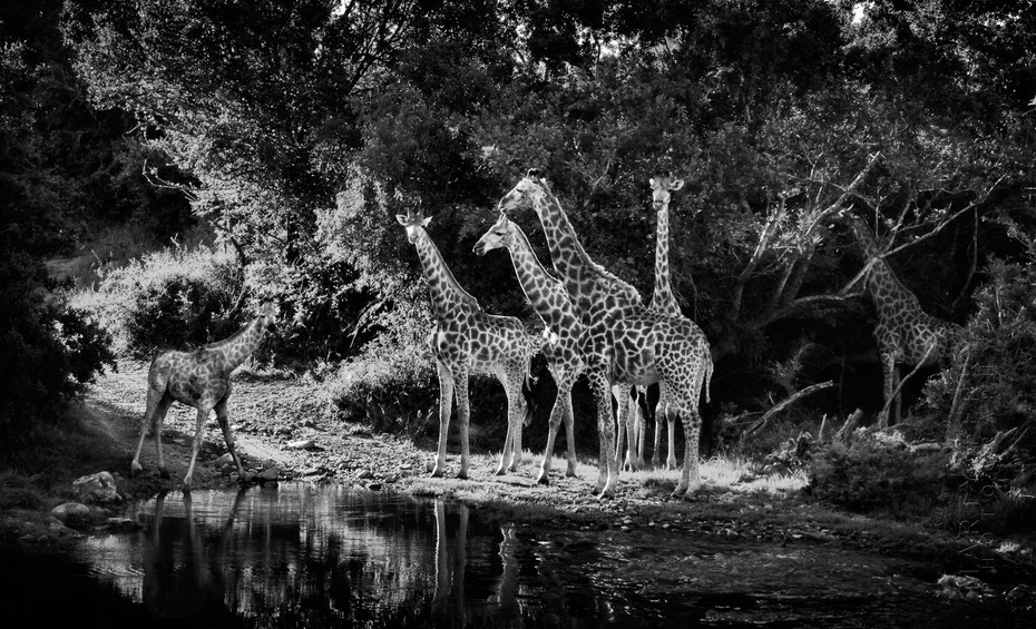 Beautiful image of Giraffes drinking