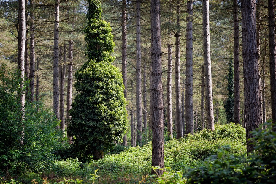 Ivy covered tree at Lynford Arboretum in Thetford Forest