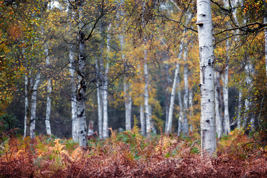 Silver birch trees in autumn colour at Holme Fen