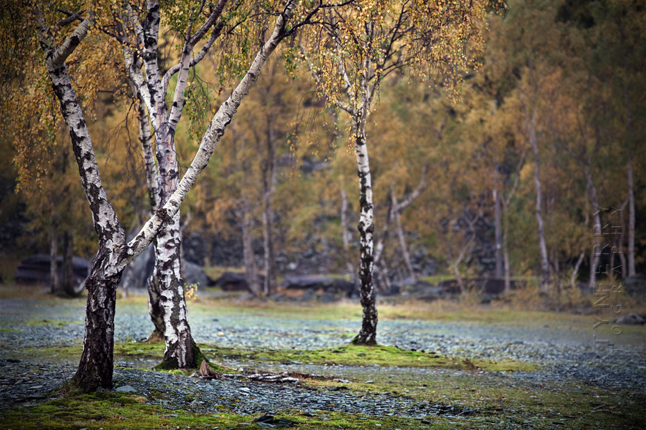 Autumn beech trees in the Lake District