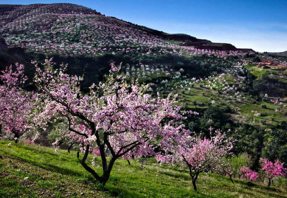 Vibrant image of almond tree in blossom