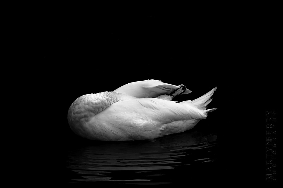 Interesting photograph of a grooming white swan
