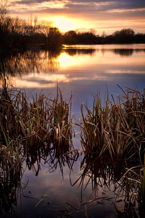 Sunset image of reeds and a lake near Witney Oxfordshire