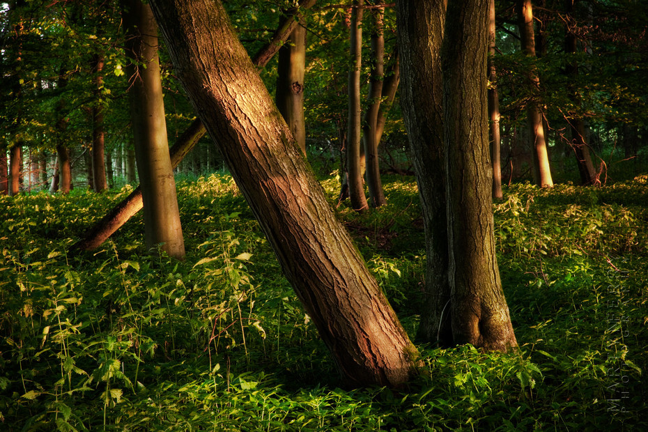 Beautiful image of trees in the warm evening sun