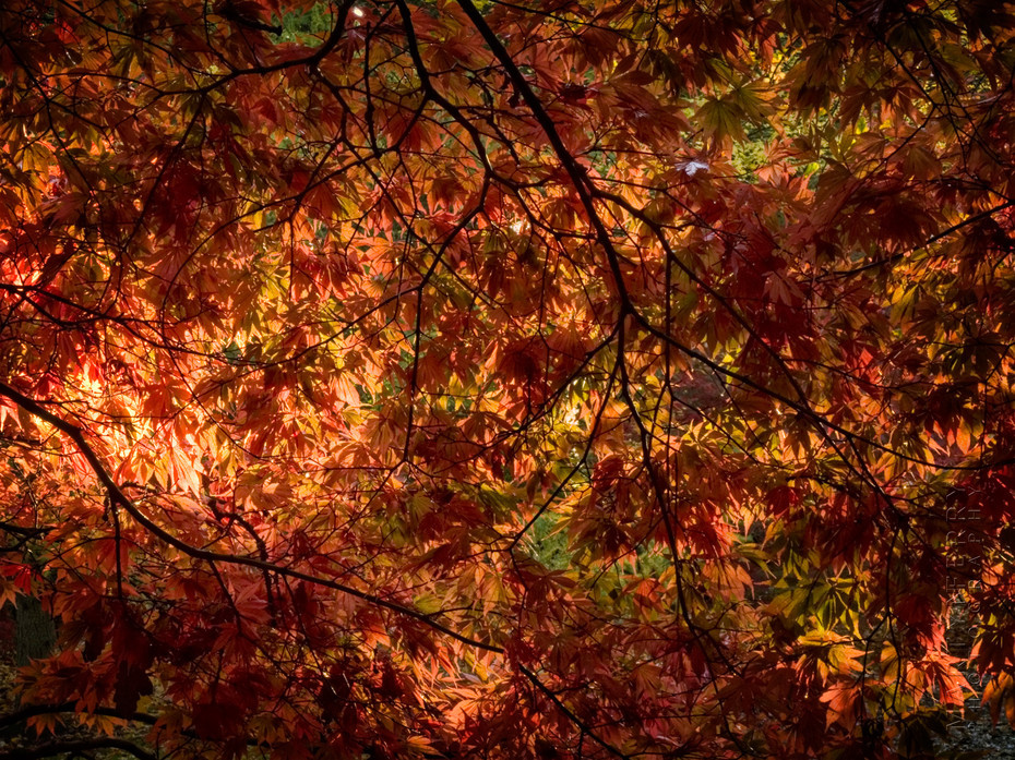 Soft sunshine highlights autumn leaves