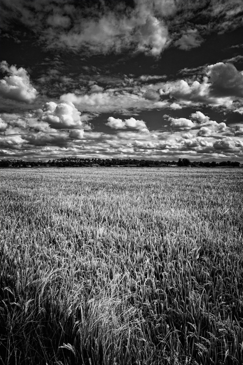 Rice field image with beautiful skies