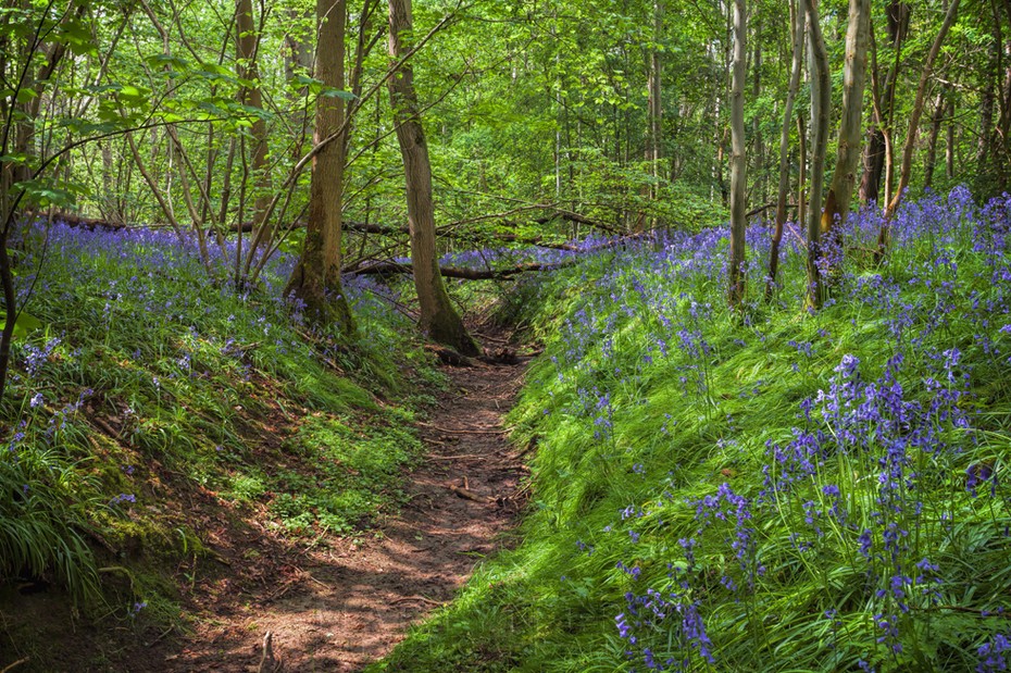 Bright blue bluebells on the banks of this dry woodland stream bed