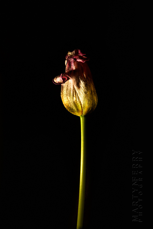 Fine art flower photography of a yellow tulip