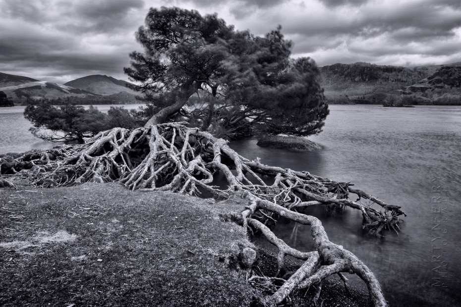 Windswept tree at Derwentwater