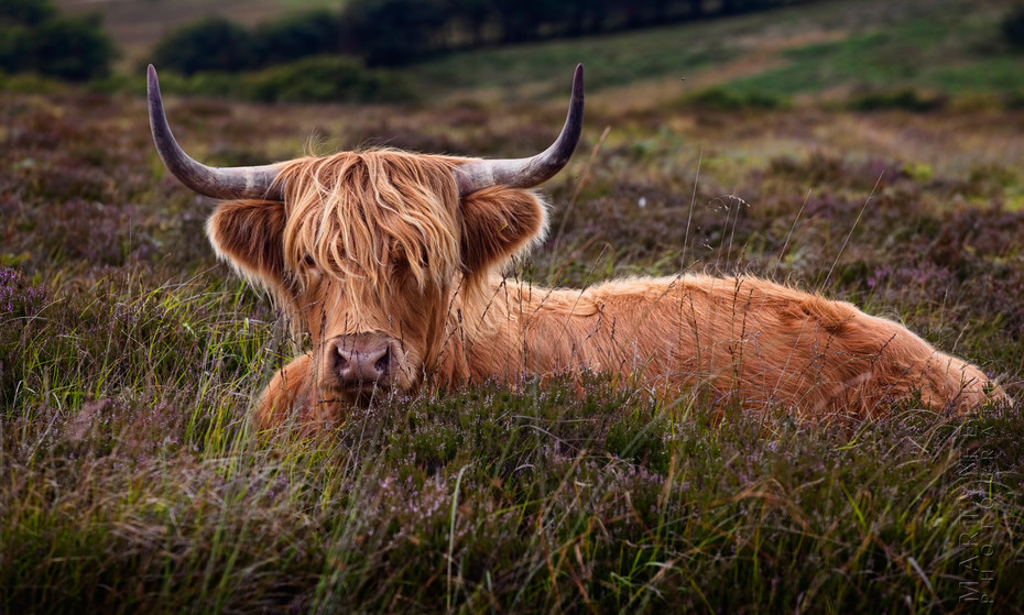 Highland cattle at rest in Exmoor National Park
