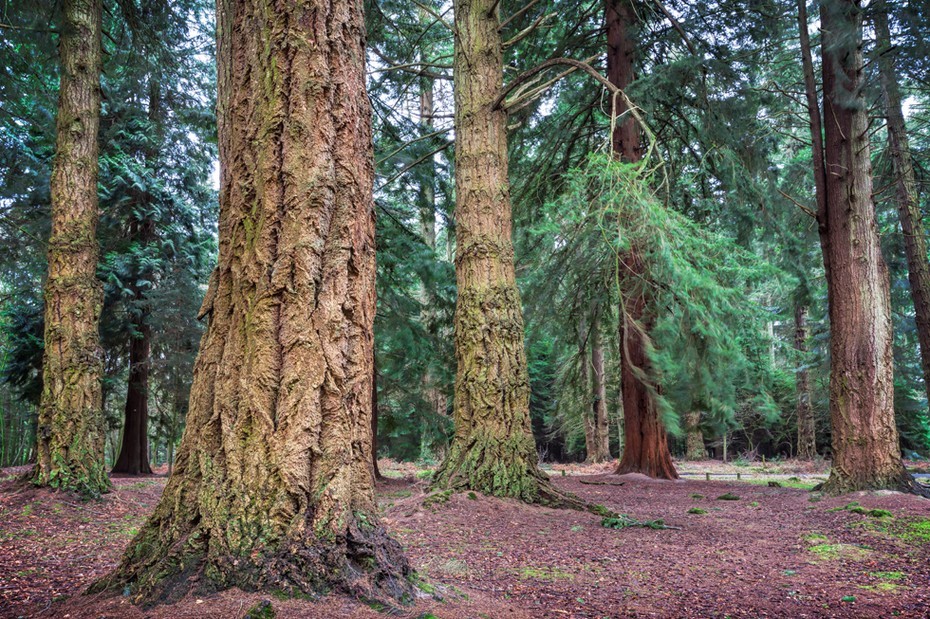 Giant redwoods on the Tall Trees trail in the New Forest