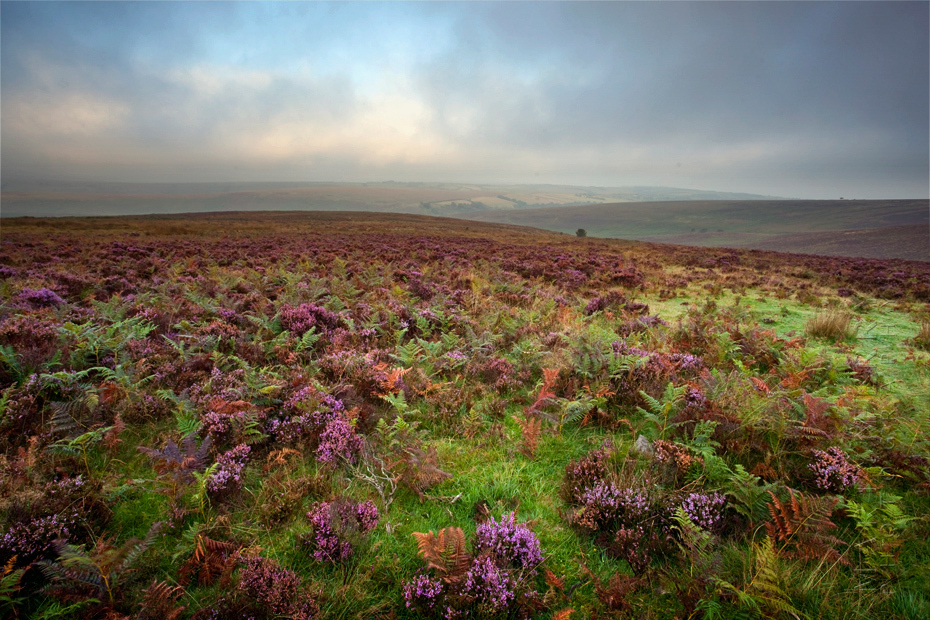 Morning mist over colourful Exmoor moorland