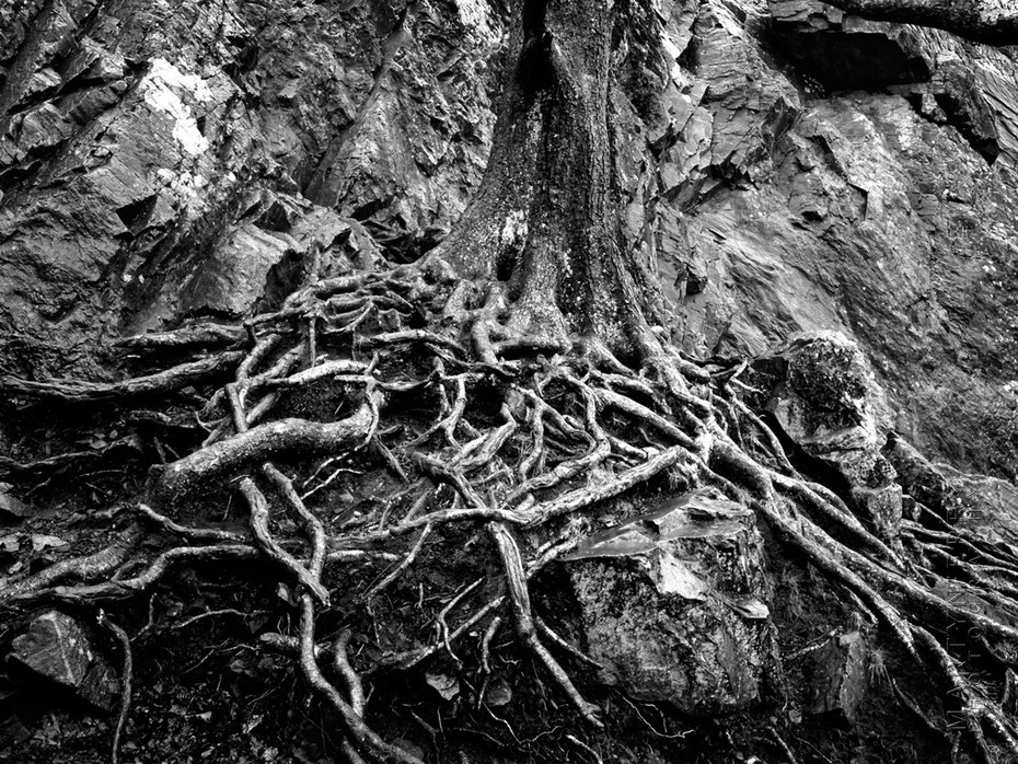 Tangle of tree roots in black and white