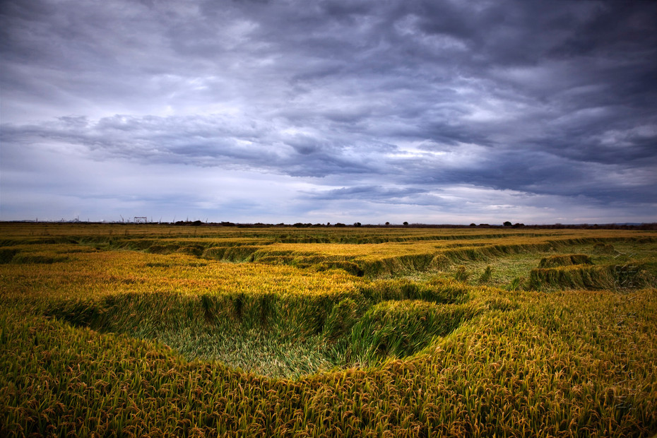 Comporta rice field and stormy sky