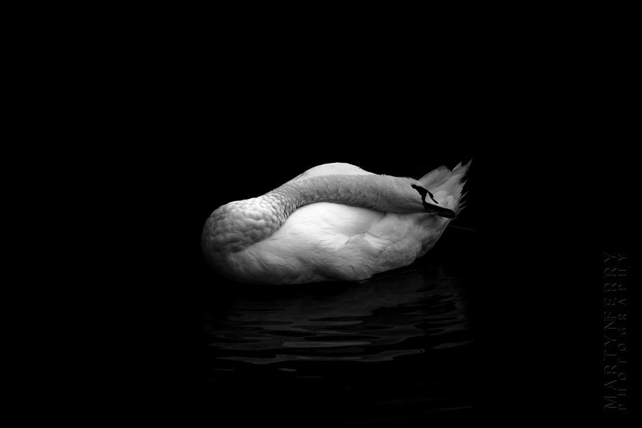 Amazing image of an isolated swan resting neck across his body