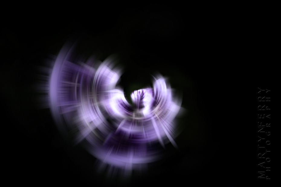 Fine art flower photography of one purple petunia