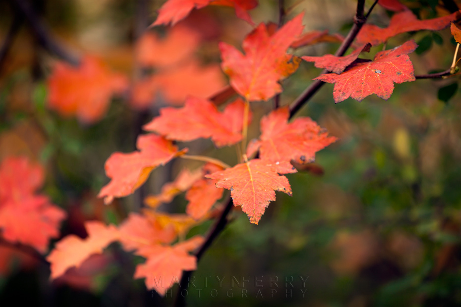 Bright red leaves of autumn at Monks Wood