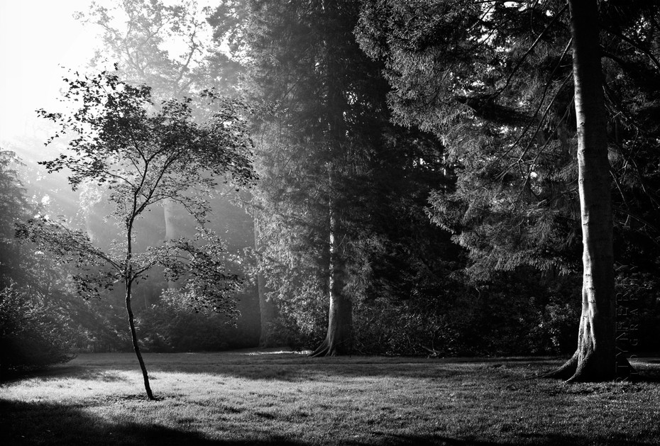 Young tree illuminated in morning sunbeams