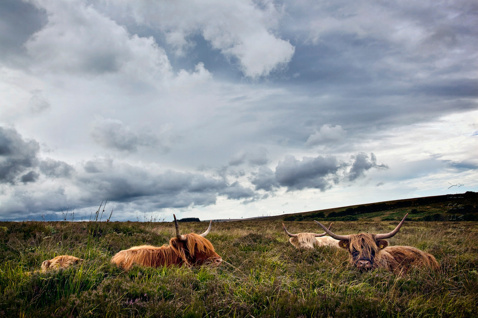 Image of a family of highland cattle at rest in Devon