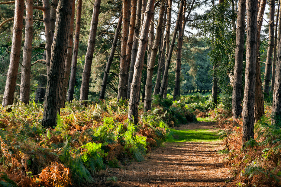 Sunlight on a path through pine trees at Oxburgh Hall