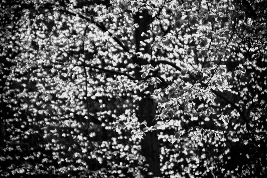 Photograph of abstract leaves and light