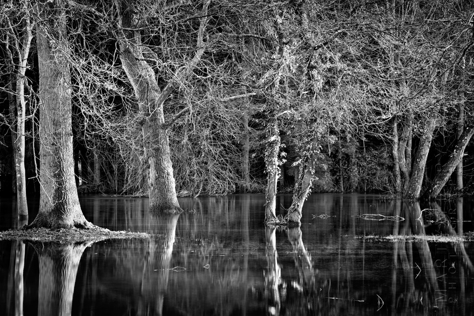 Striking image of trees in a flooded valley
