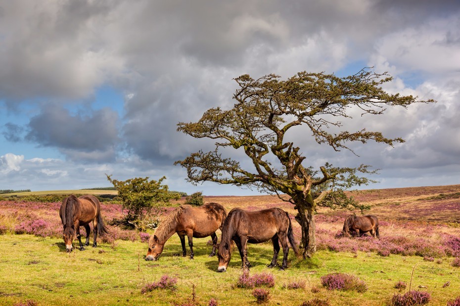 Wild Exmoor ponies graze in the sunshine under a small tree