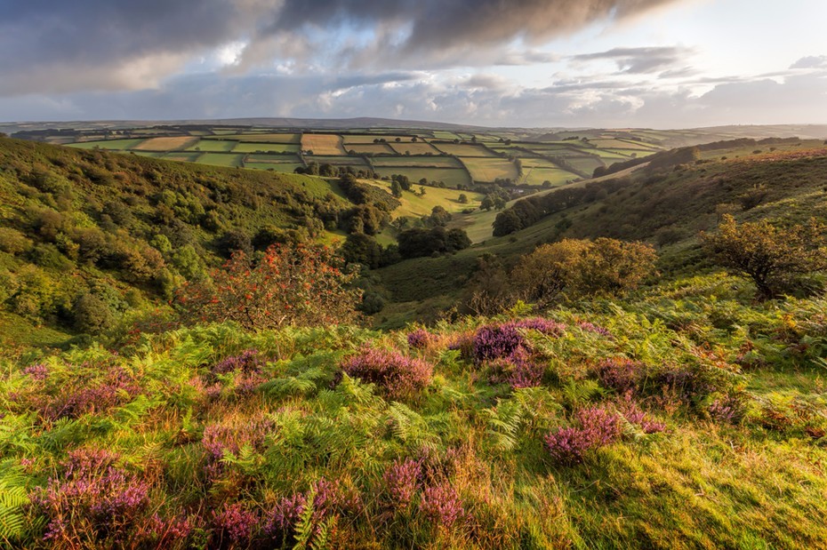 Beautiful light on the Punchbowl and purple heather near Winsford
