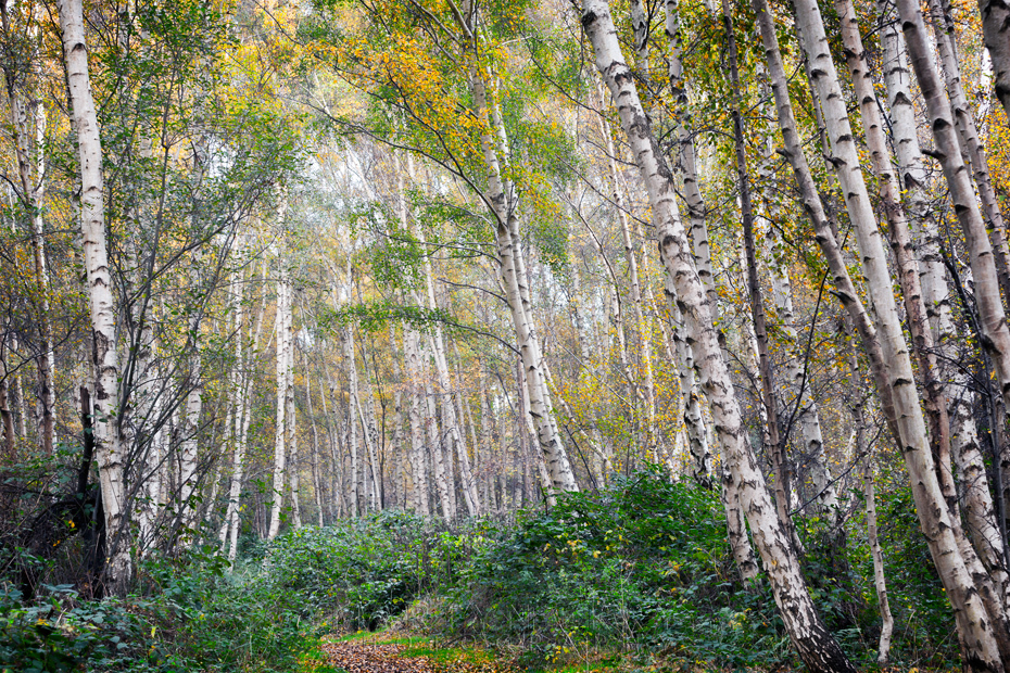 Silver birch trees reach to the sky at Holme Fen