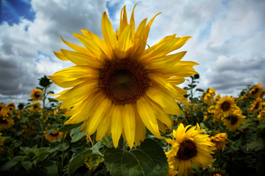 Sunflower image with stormy clouds behind