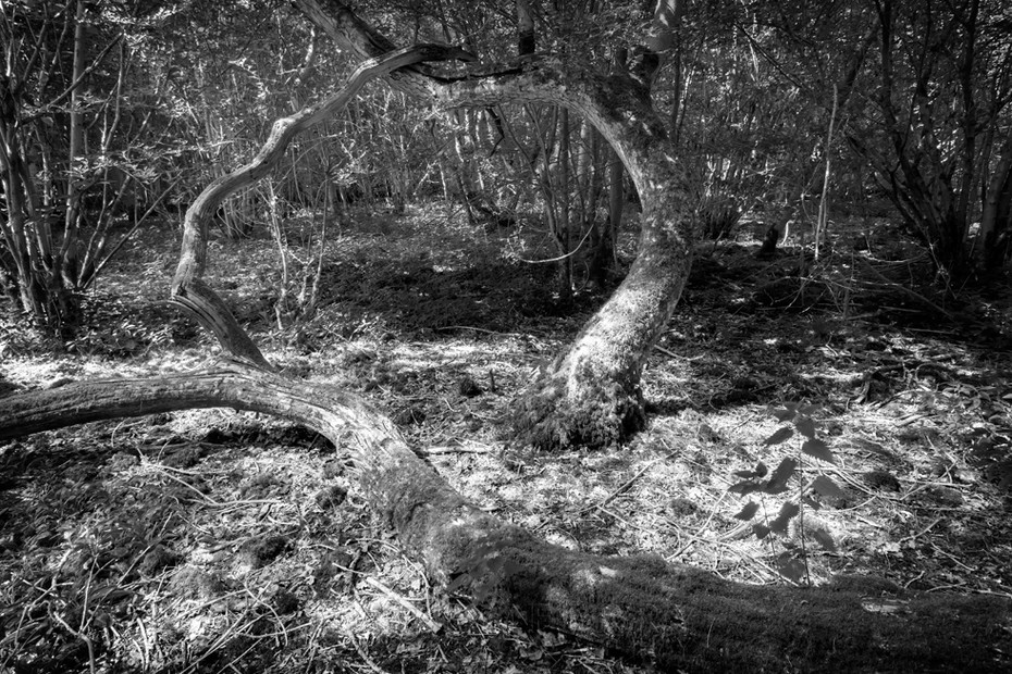 Tree circle at Hayley Wood Nature Reserve