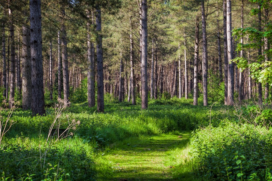 Grass path through the straight pine trees of Lynford Arboretum