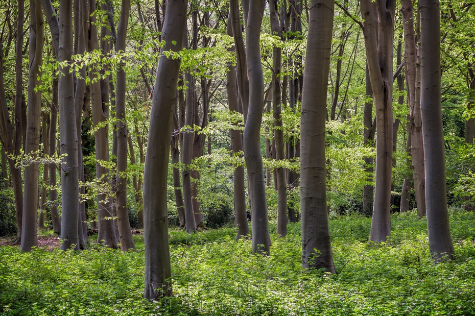 Tree trunks and spring green foliage at the beautiful Lynford Arboretum